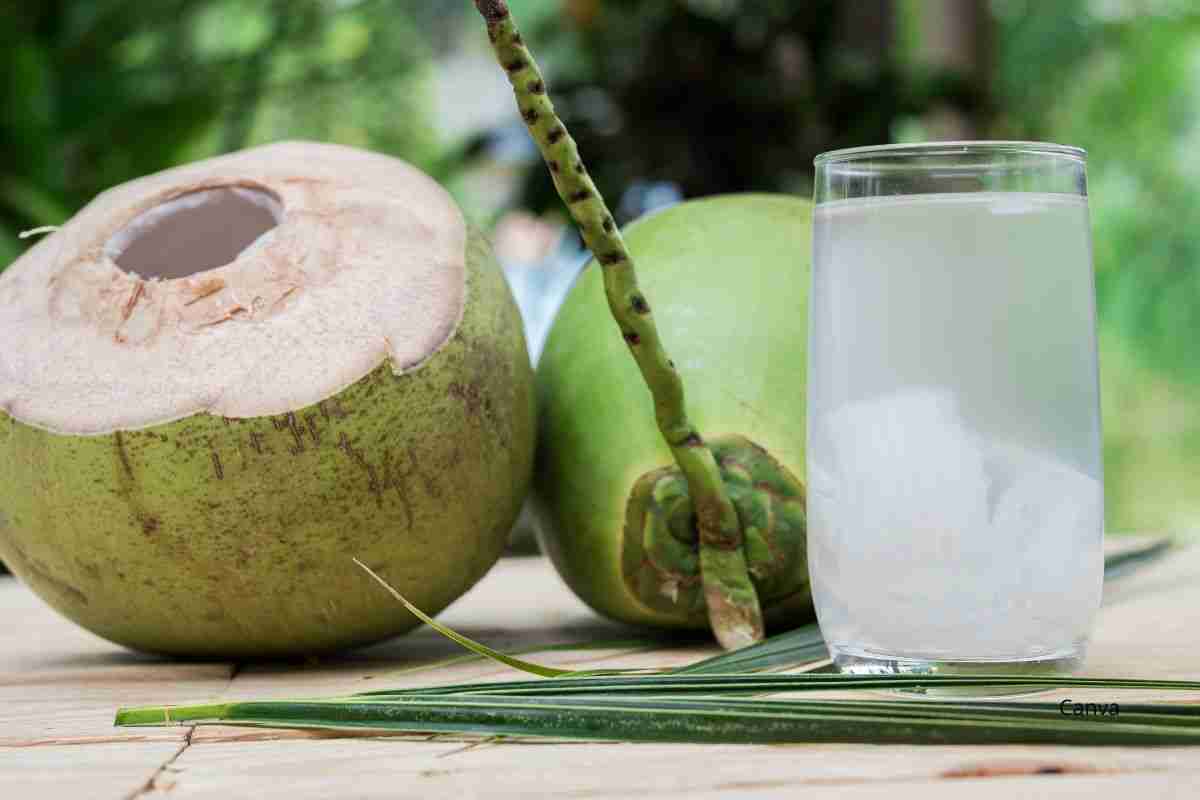 Coconut in Caribbean Cooking - Ingredient Spotlight- coconut water
