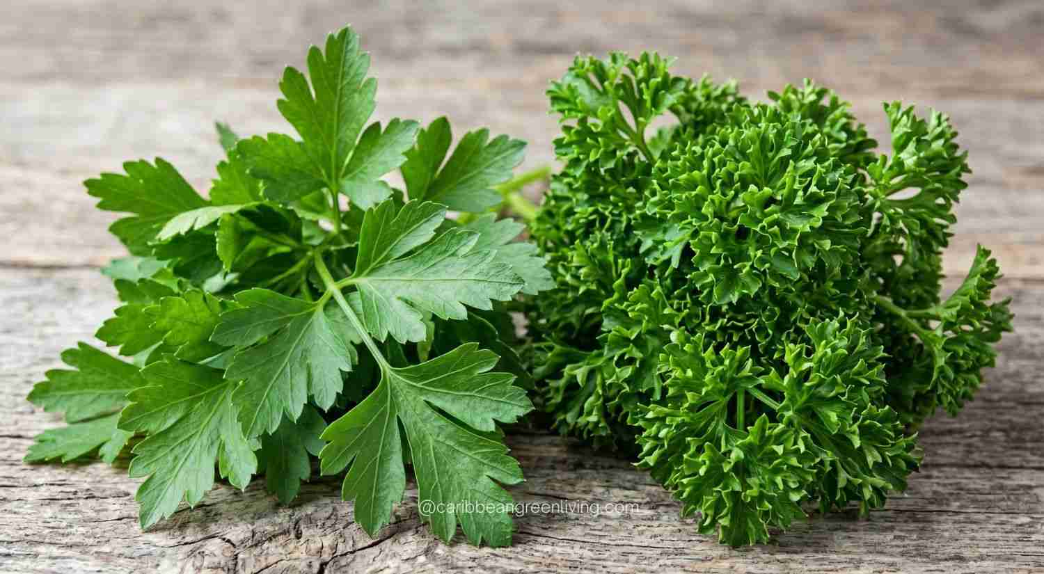 Types of Parsley (Flat-Leaf vs Curly)