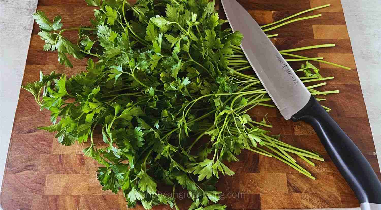 How to Use Parsley: Storage Tips, Cooking Ideas, and Caribbean Uses 8 fresh parsley bunch on cutting board