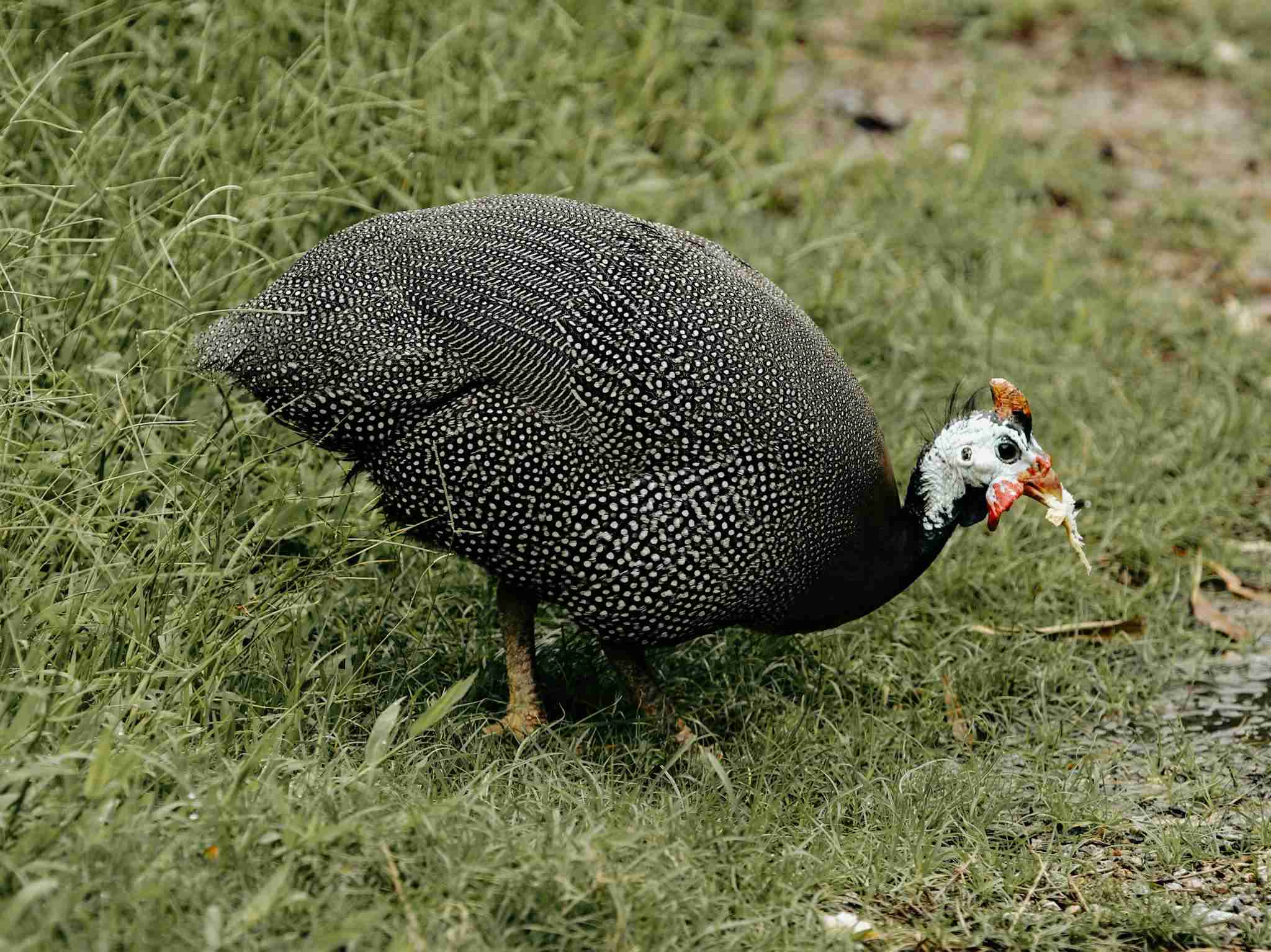 Helmeted guineafowl foraging in grassy area, showcasing unique plumage.