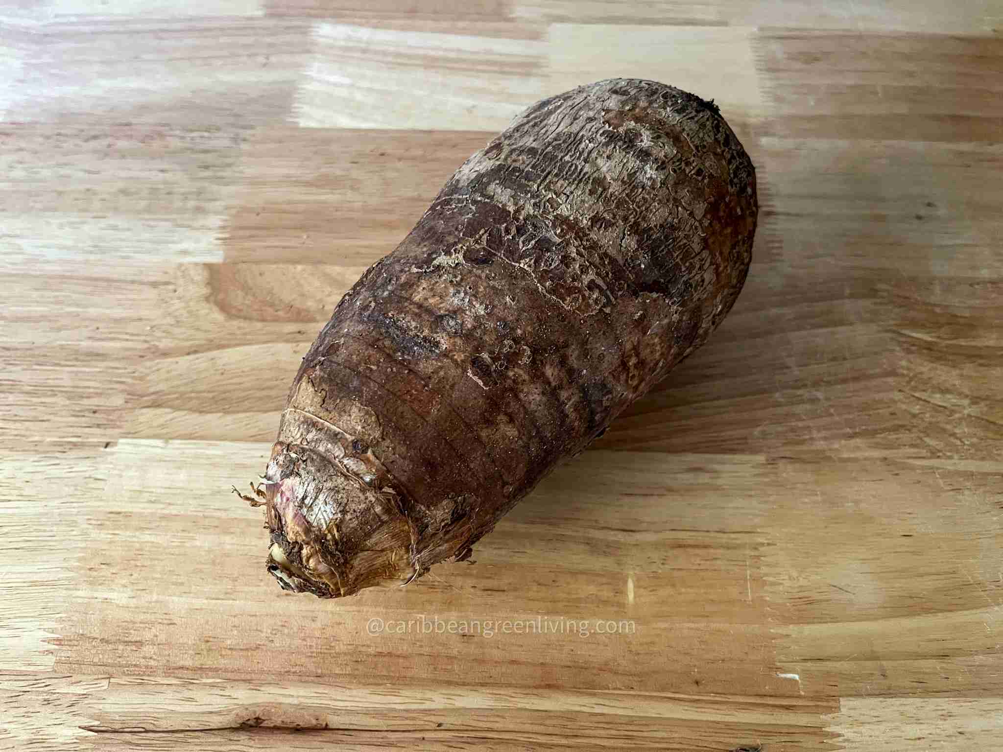 What is Malanga