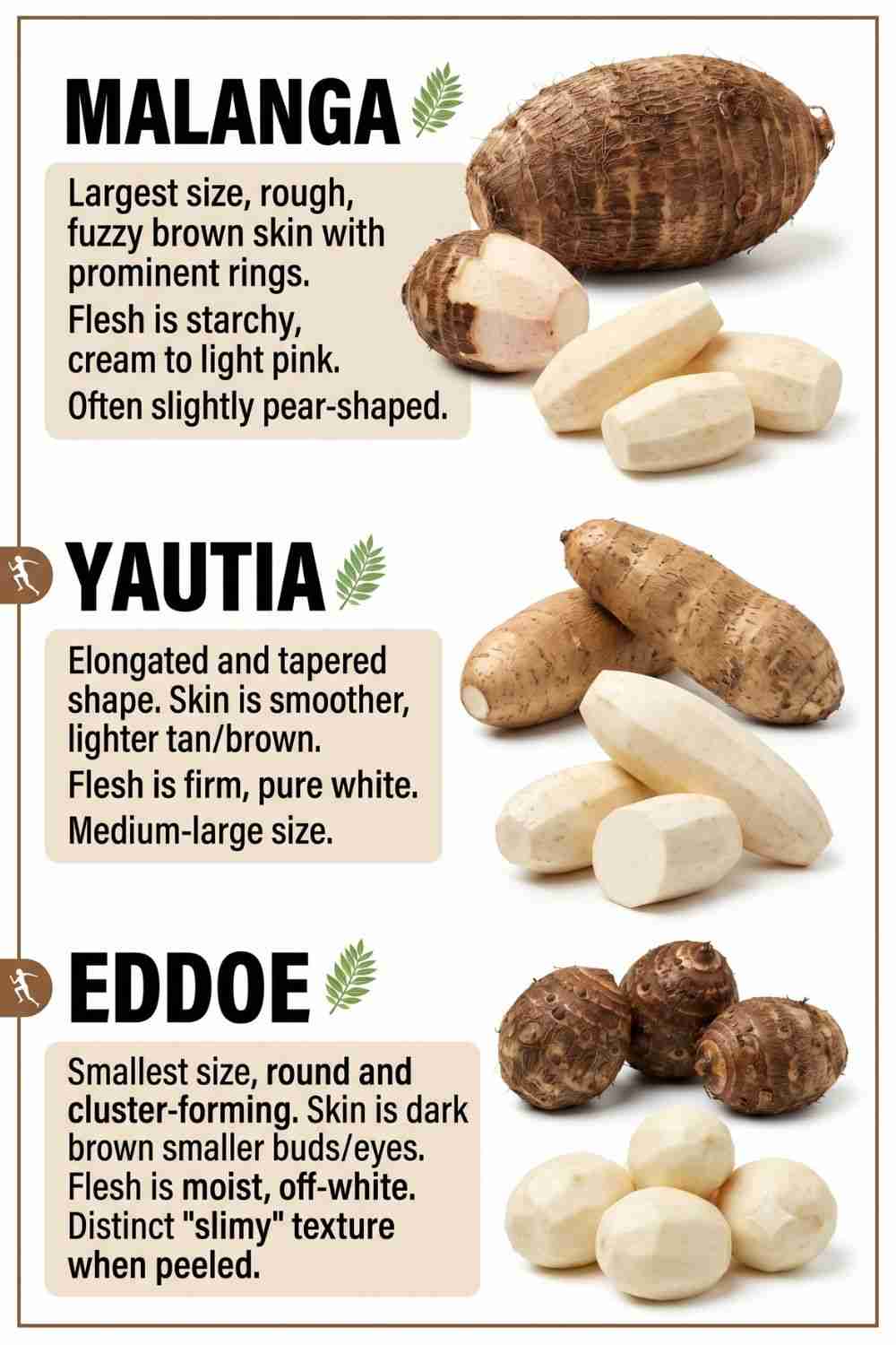 Side-by-Side Comparison for Root Vegetables - Malanga vs Yautia vs Eddoe