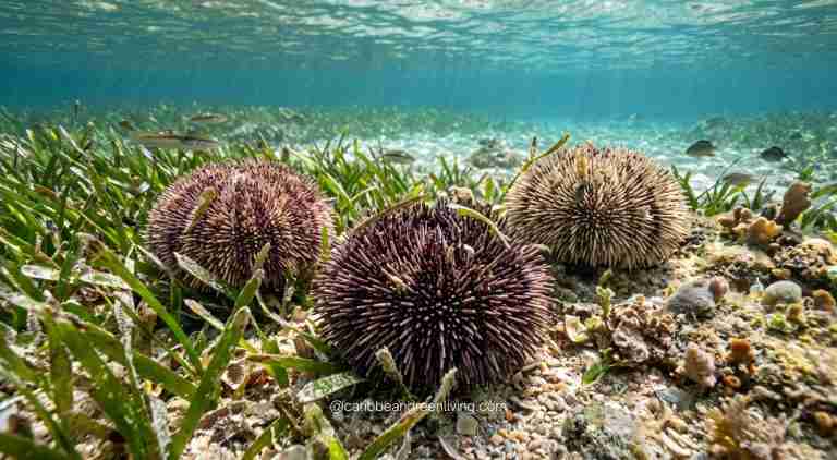 Sea Urchin (Uni): Taste, Uses & Caribbean Traditions 27 Caribbean Sea Urchin