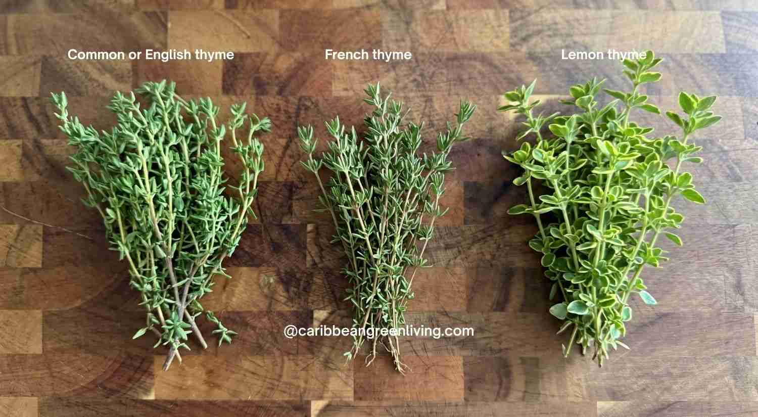 Fresh Thyme: A Complete Guide to Buying, Storing, and Cooking 3 Thyme varieties
