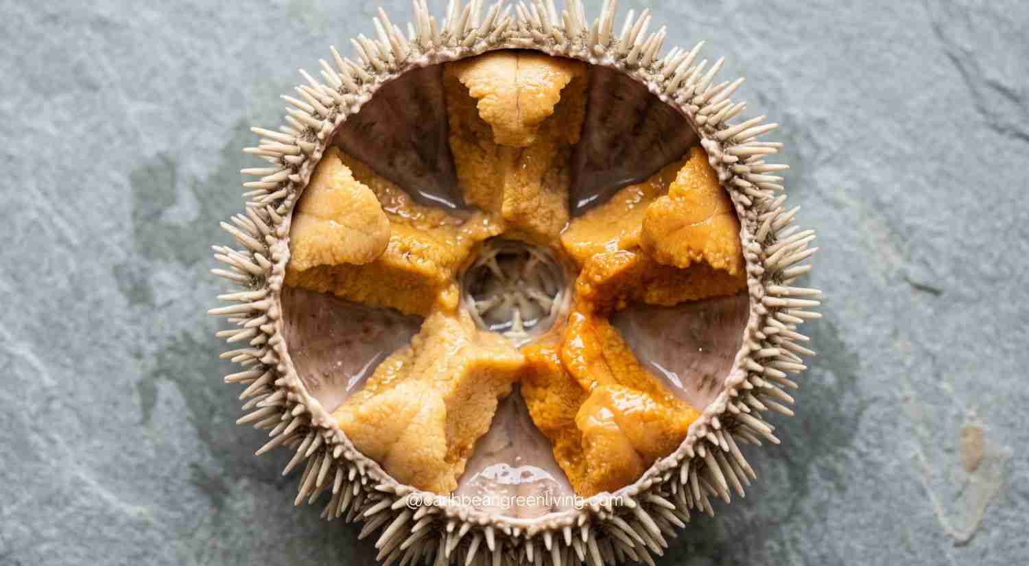 Open sea urchin
